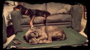 Henry The Cane Corso on Place