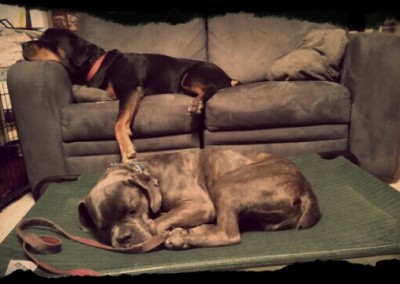 Henry The Cane Corso on Place