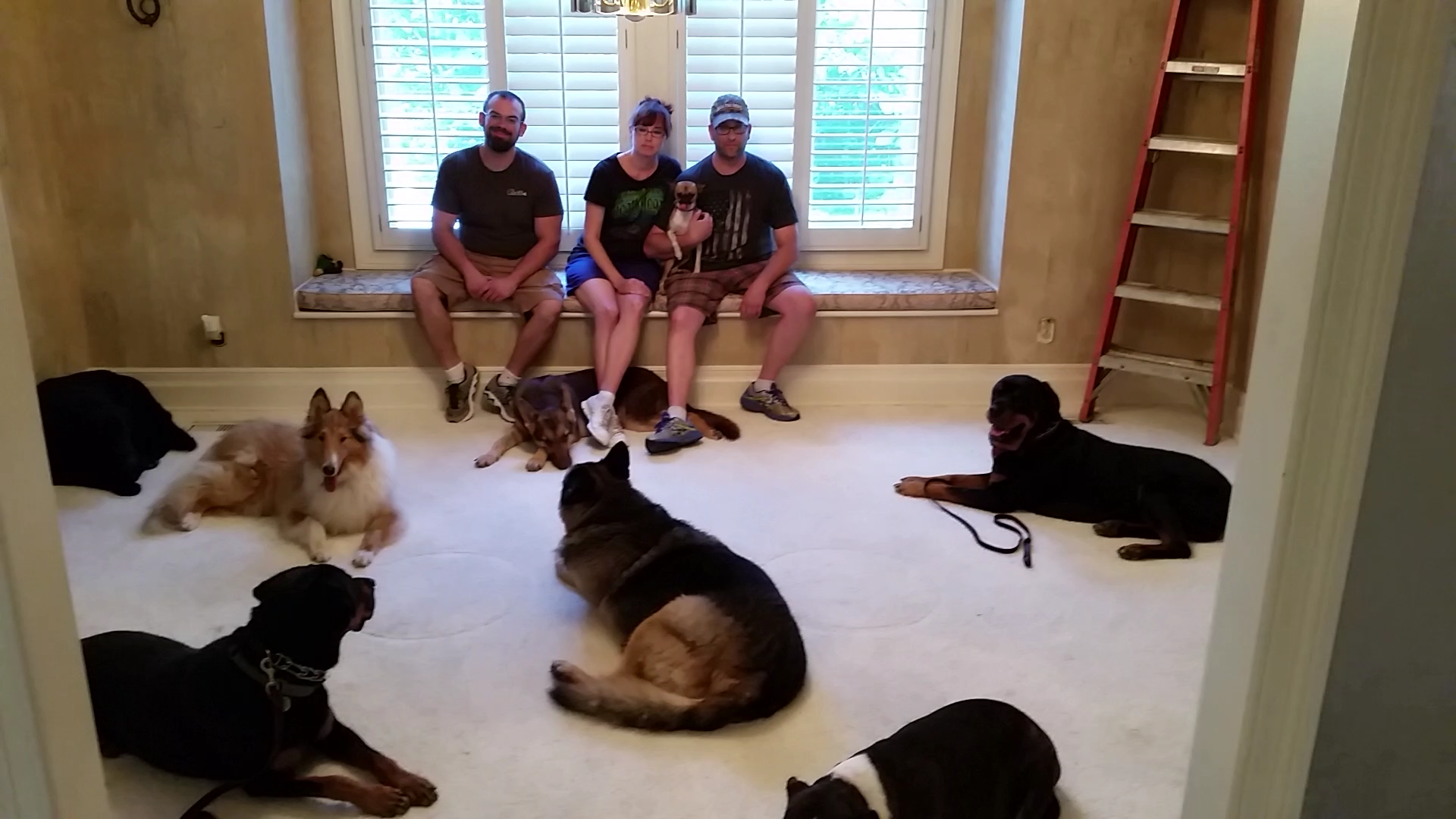 Reactive Dog Training in Richmond, VA by Breakthrough K9 Training