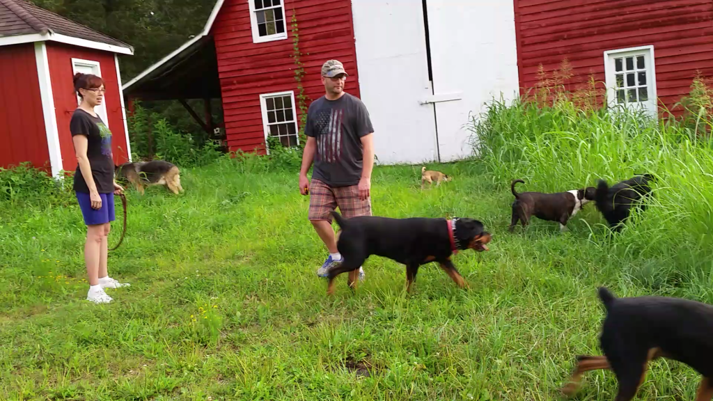 At the Farm Breakthrough K9 Training