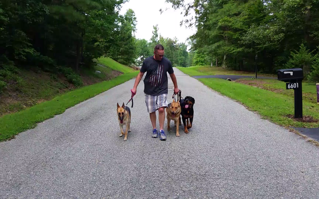 Dog training Richmond VA - structured walk