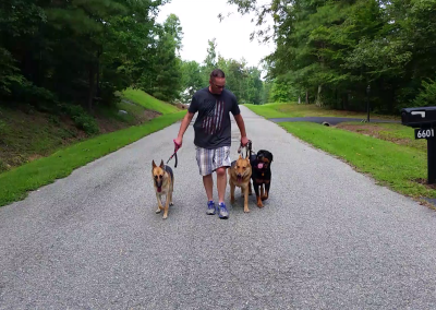 Dog training Richmond VA - structured walk