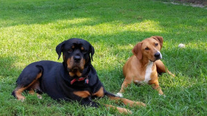 A Rottweiler and Mixed-Breed Dog Lounging in the Grass