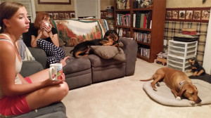 Jaxon on place command with distractions