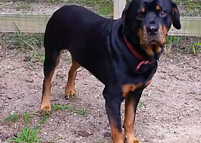 Rottweiler Outside