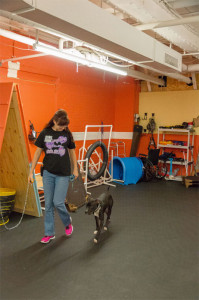 Stephanie Zannin doing prong collar and e-Collar work at T3