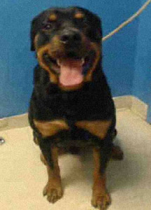 Tug the Rottweiler