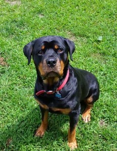 Rottweiler Sitting Outside