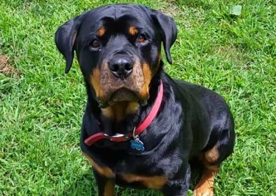 Rottweiler Sitting Outside