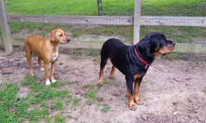 Two Dogs Outside