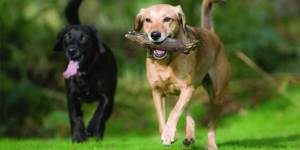 Black and Yellow Labradors Play at Dog Park