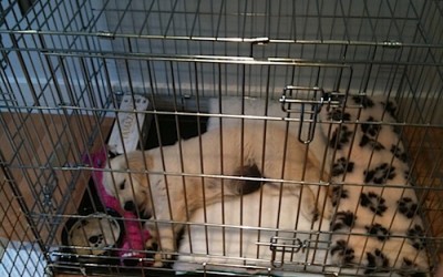 Crate Training – Don’t knock It Until You Try it!