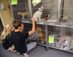 dog and puppy adoption