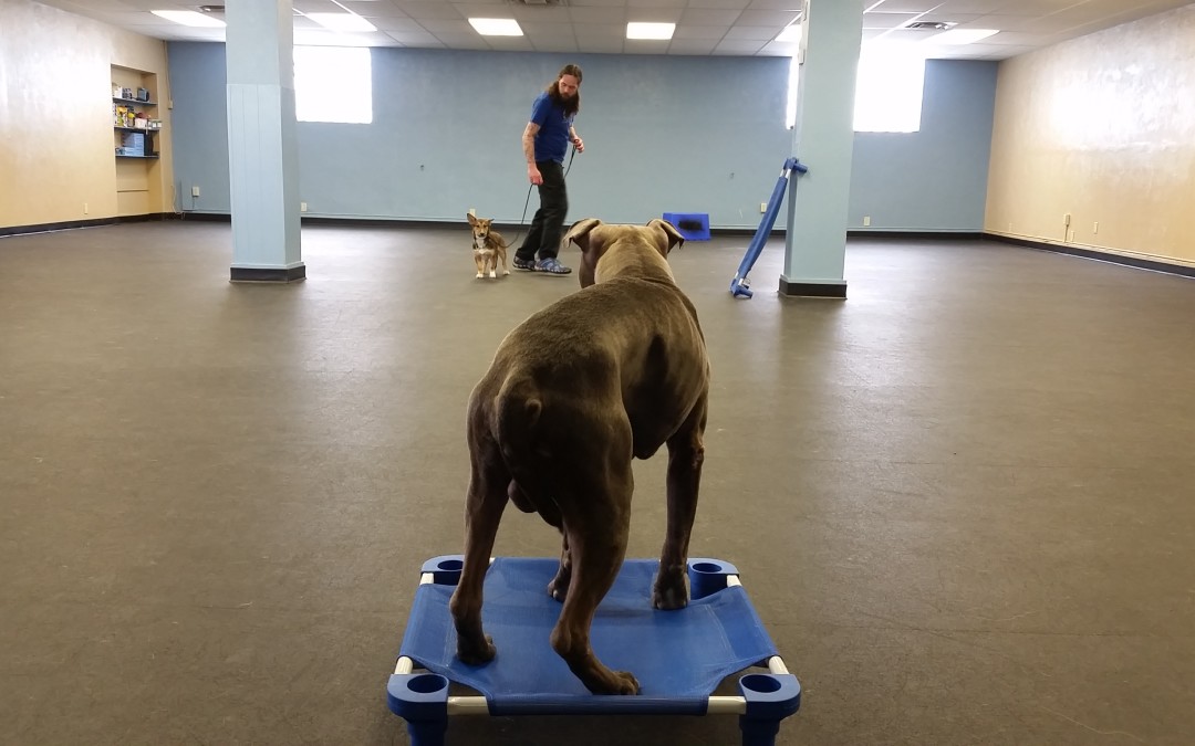 Continue Your Dog’s Board and Train at Home