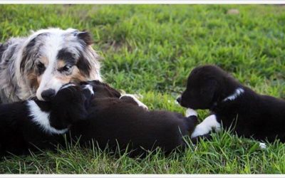 Dog Training And Behavior Modification – The Truth About Correction