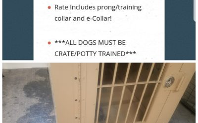 Crate Training For Dog Training