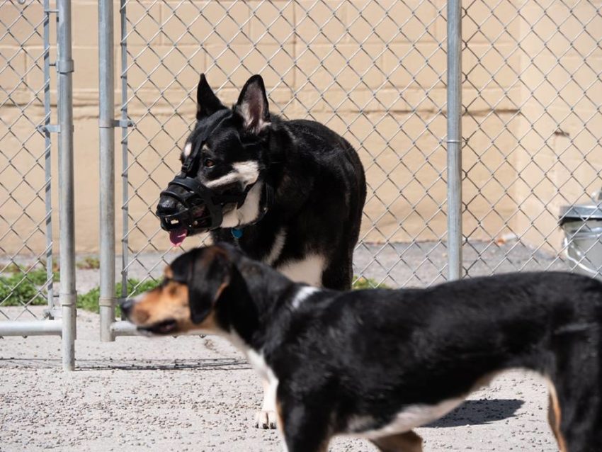 aggressive dog behaviour training