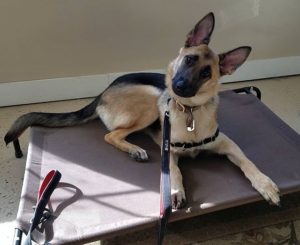 Puppy Training - VA, MD, NC, DC