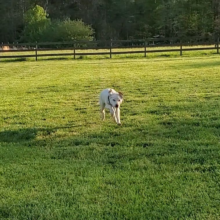 Off-leash Recall - Puppy Training - VA, MD, NC, DC