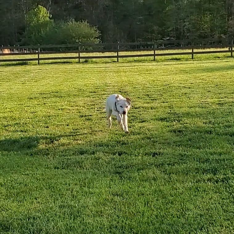 Off-leash Training - Recall - VA, MD, NC, DC