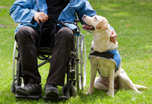 Training a Service Dog - Breakthrough K9 Training - VA