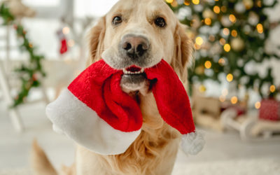 Tips for Keeping your Dog Safe During the Holidays