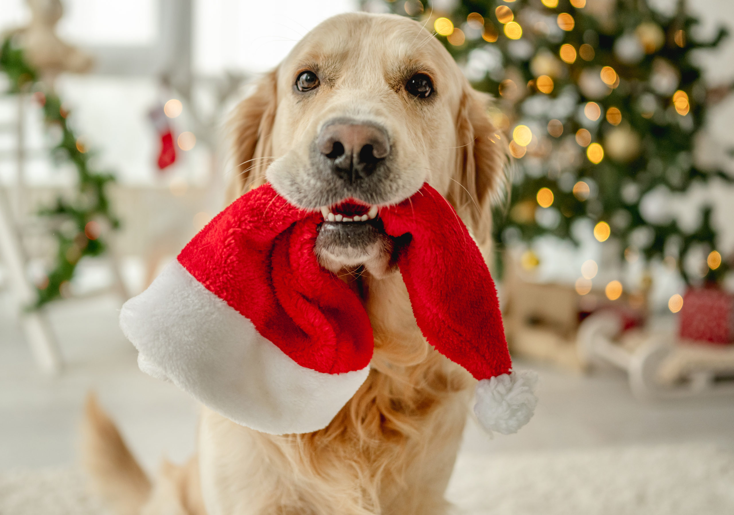 Is Your Dog Safe? The Chickenpox Dog Connection - qiirj1q