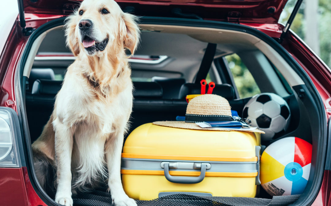 Traveling with your dog -- Breakthrough K9 Training | VA