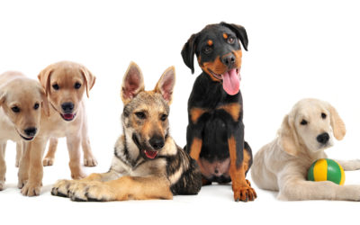 Five Tricks for Socializing Your New Puppy