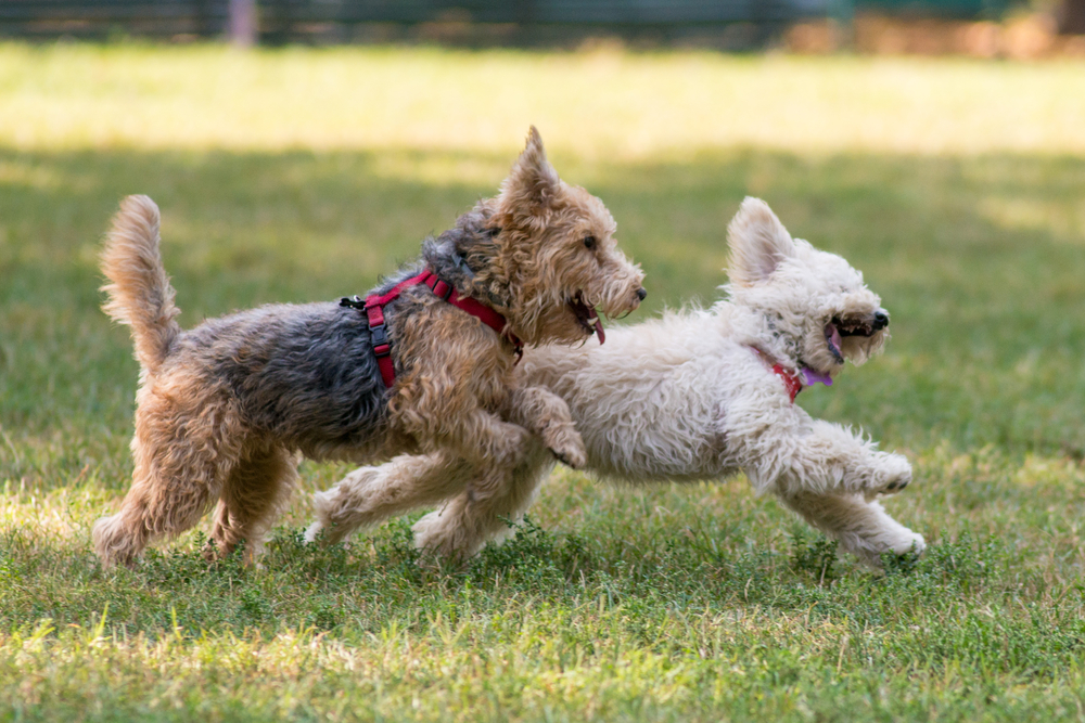 Keeping Your Dog Healthy