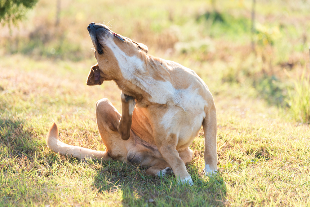 Keeping Your Dog Safe from Ticks and Fleas During Warmer Weather